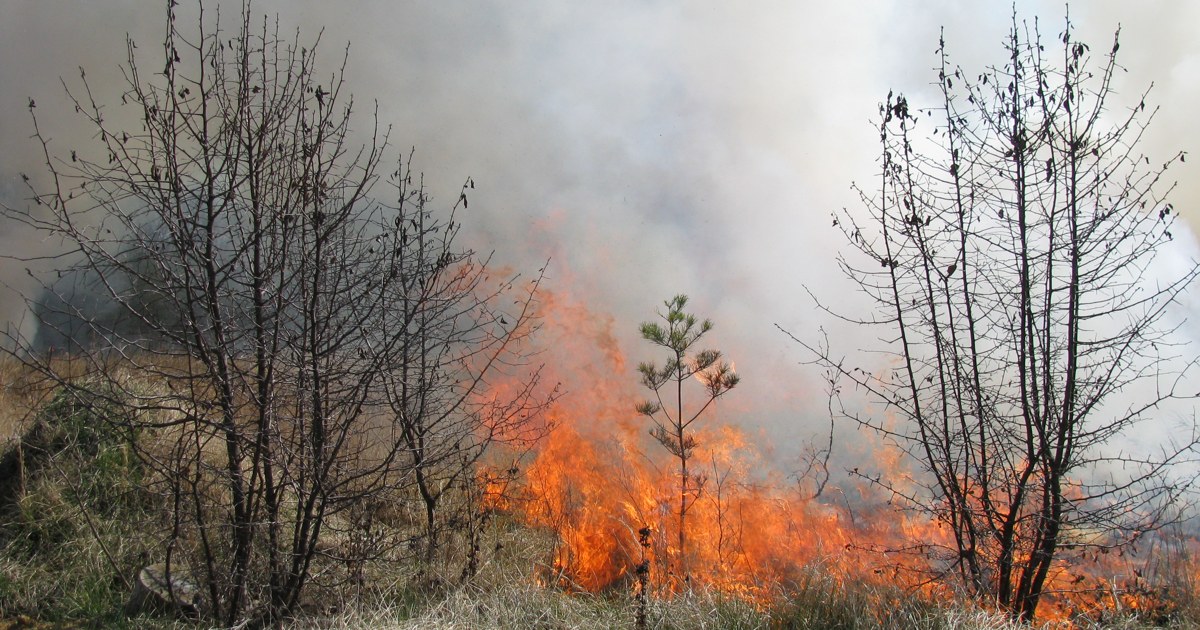 Controlled burn in grassland