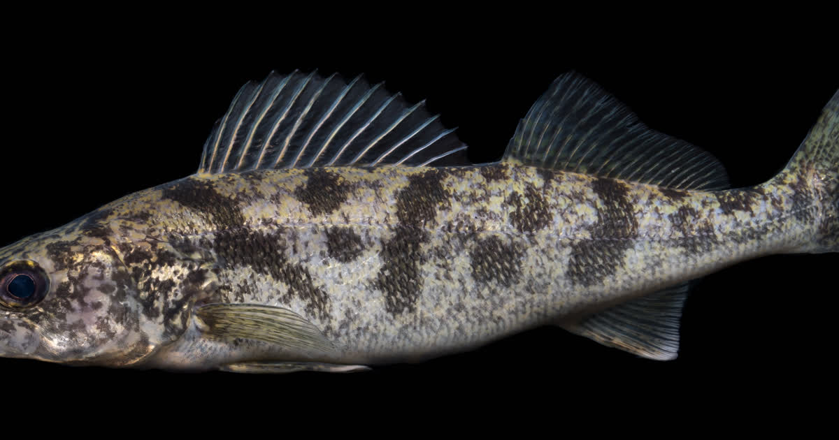 Walleye fish close-up