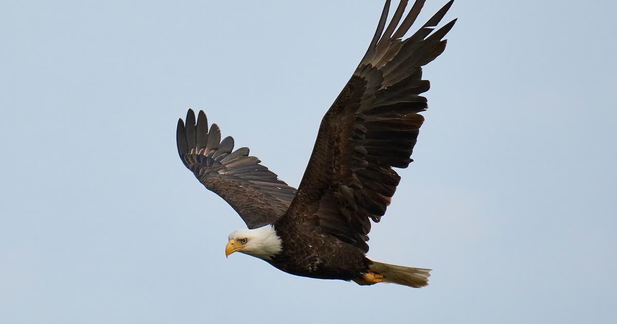 Bald eagle in flight