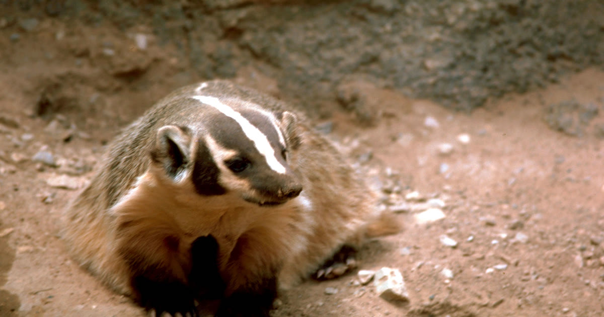 An American badger