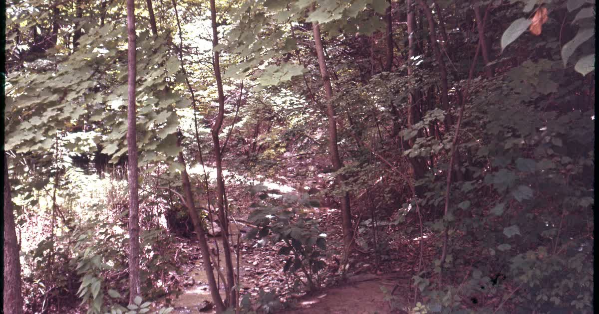 Wooded ravine stream at Adena Brook in Clintonville, Columbus