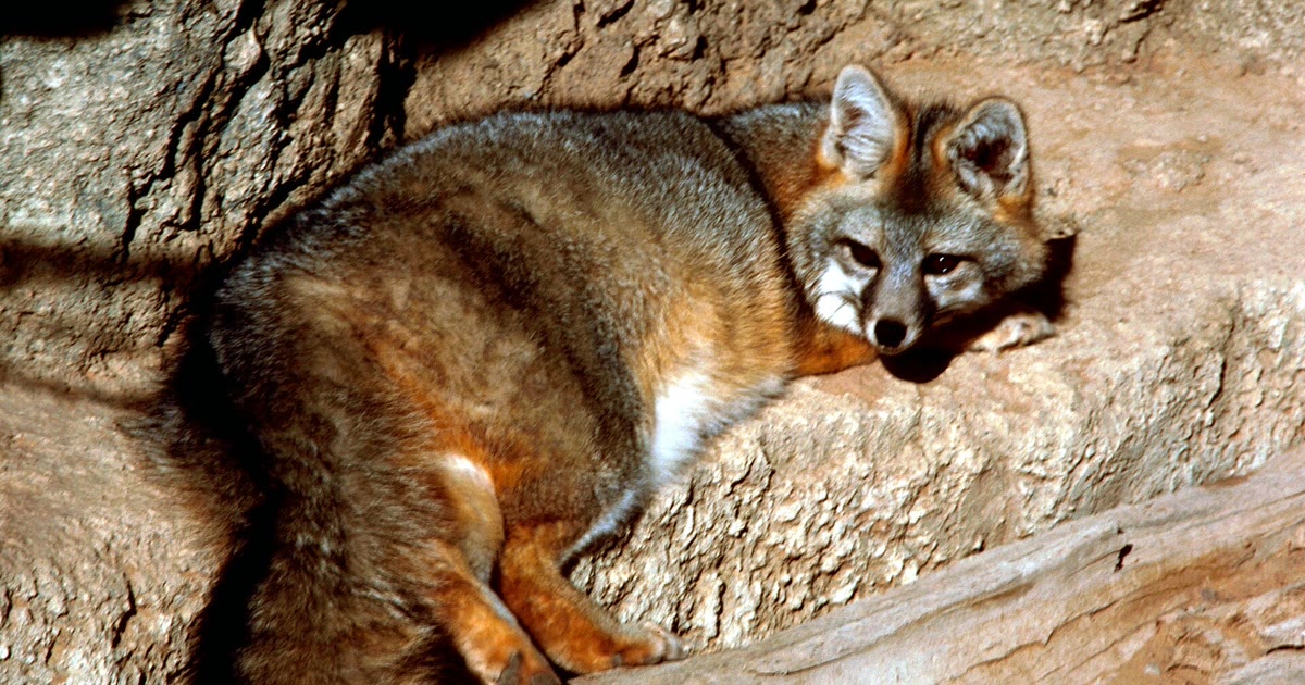 A gray fox resting on rocks