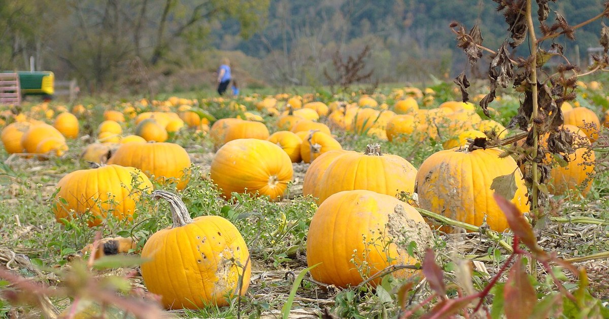 Ohio pumpkin field with fall color in the hills on a sunny fall day