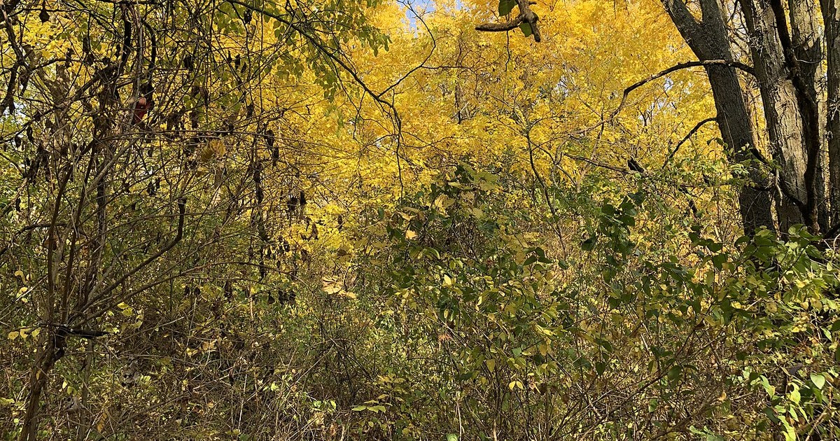 Golden fall foliage in sunshine along a nature trail in Wood County, Ohio