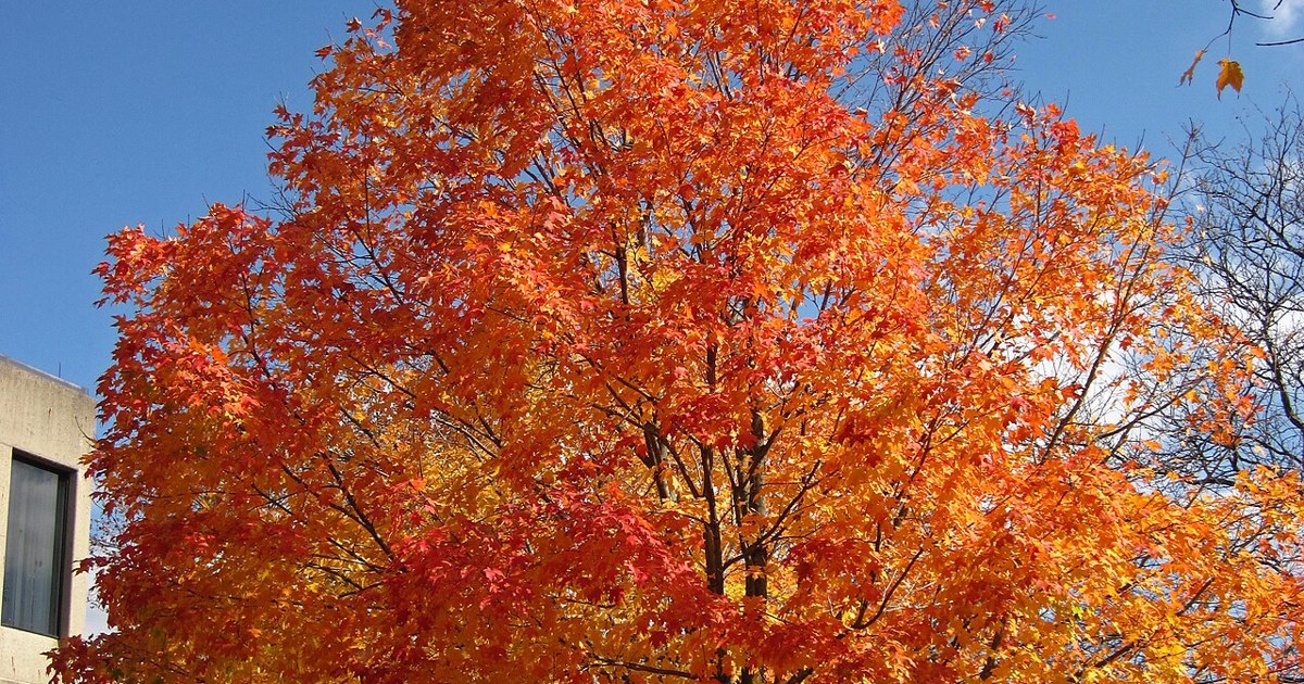 Sugar maple in full fall color under a blue sky in Newark, Ohio