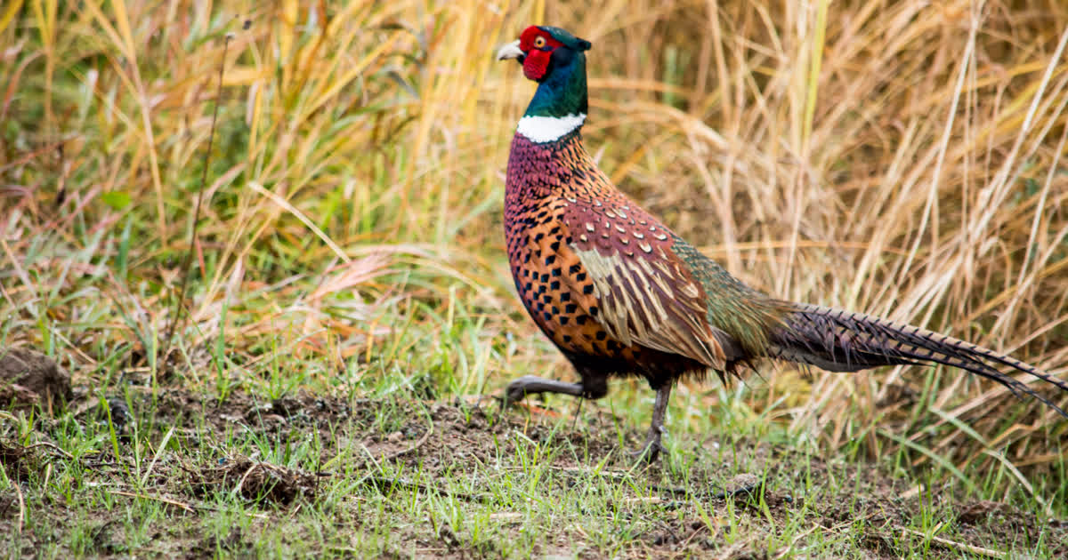 A male ring-necked pheasant in grassland