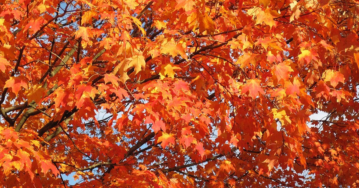 Sunlit orange sugar maple leaves in fall color in Newark, Ohio