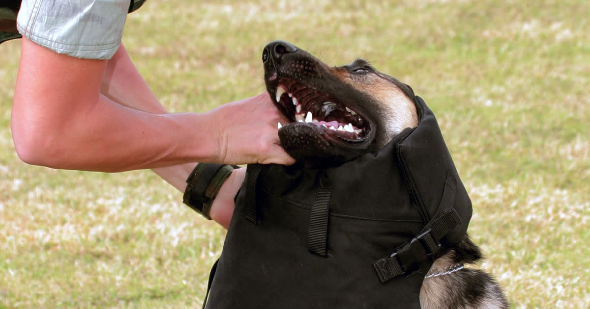 A handler fitting a working dog with a black ballistic vest