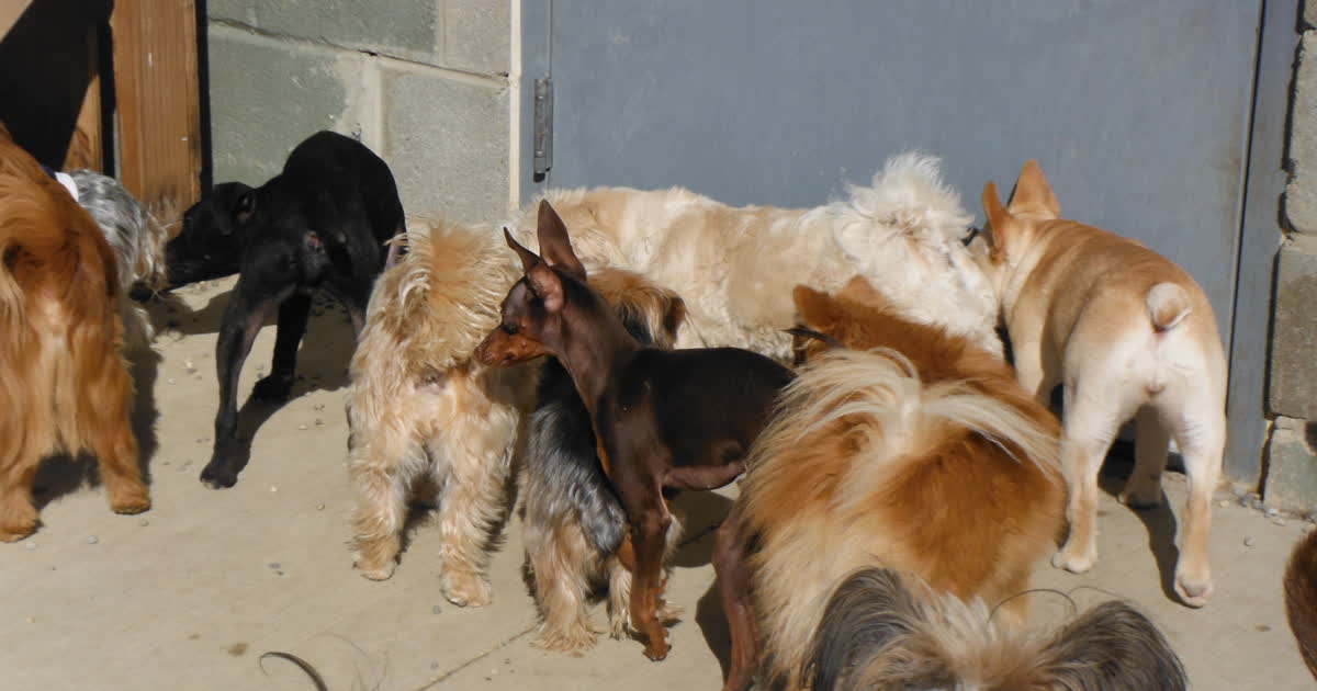 A group of small dogs together at a pet care facility