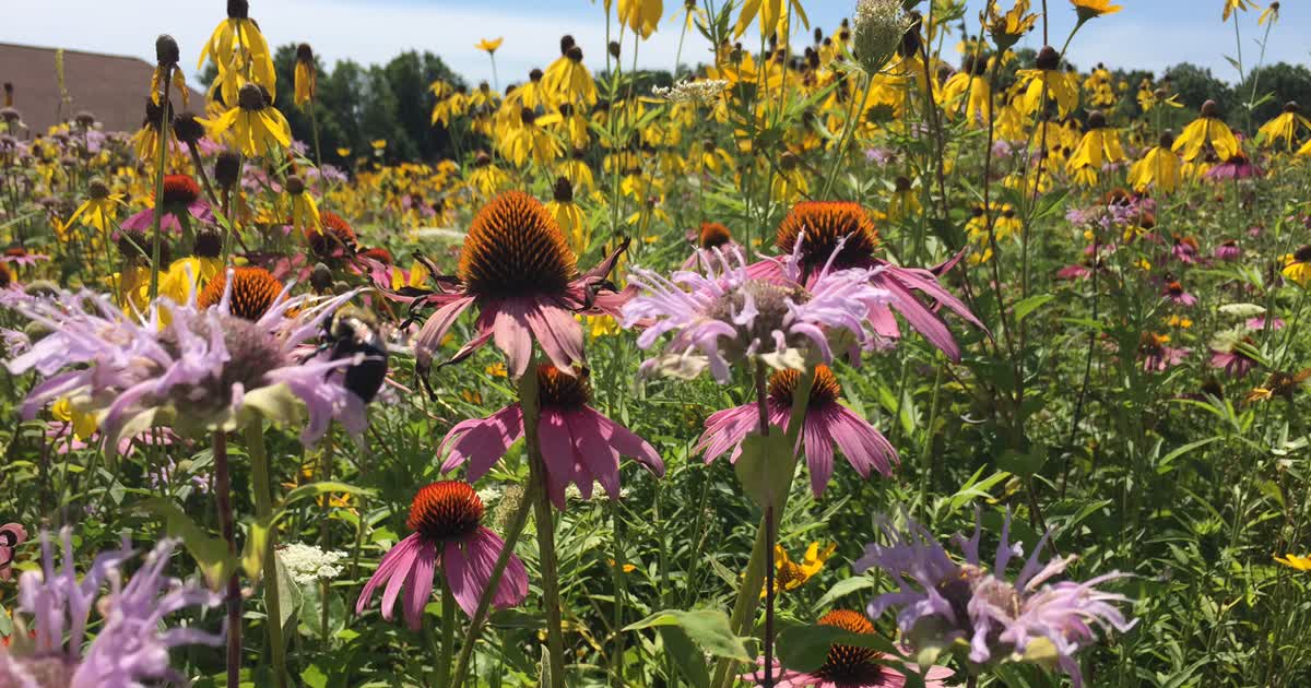 A field of colorful wildflowers blooming in Ohio