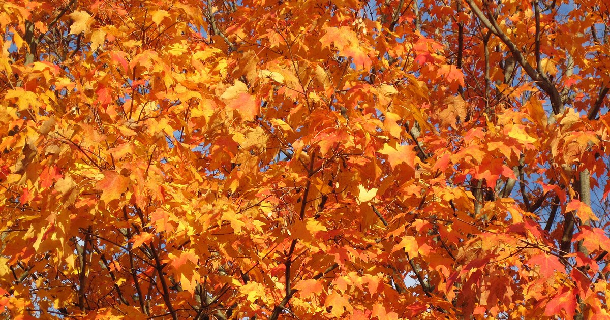 Orange sugar maple leaves in bright fall sunshine in Ohio