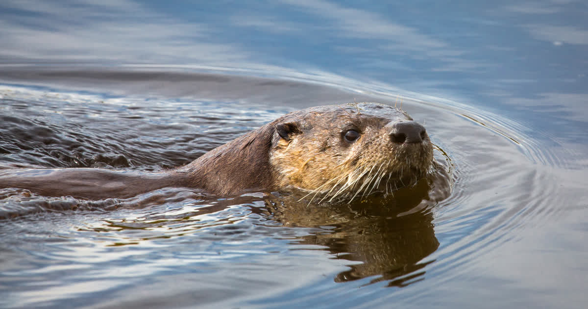A North American river otter swimming with its head above the water