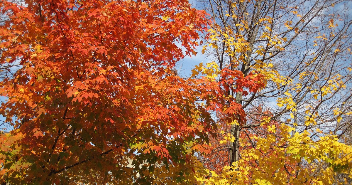 Sugar maple trees in full fall color under a sunny blue sky in Newark, Ohio