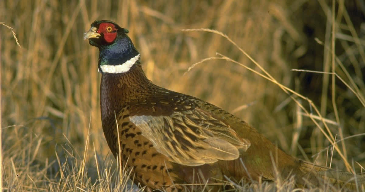 Ring-necked pheasant in tall grass at Big Island Wildlife Area in Marion County