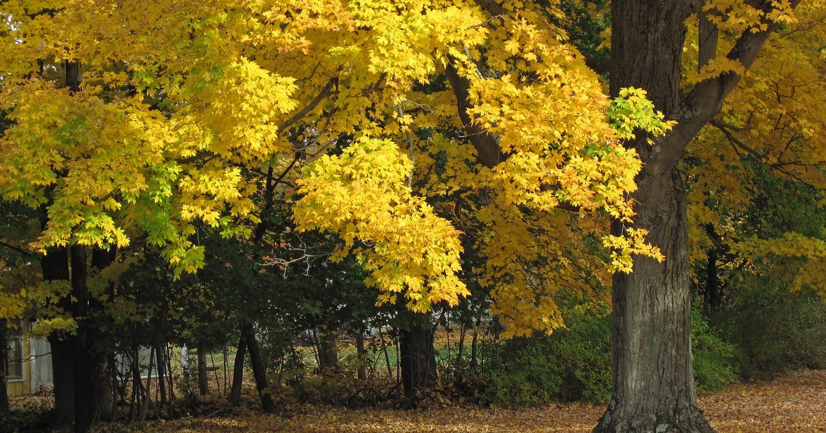 Golden sugar maple in fall color in Newark, Ohio, on a mild Halloween afternoon
