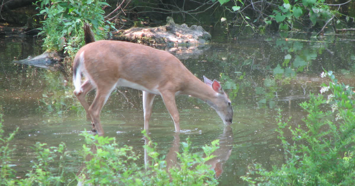 A white-tailed deer drinking from a shallow stream in Ohio woodland
